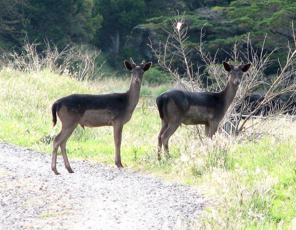 Deer on Drive